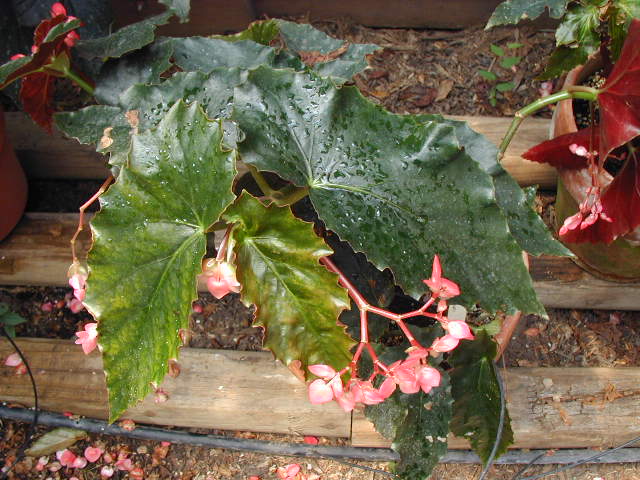 B. ‘Heart’s Delight’